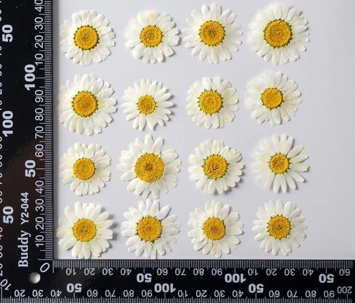 Resin Supplies : Dried Flower Pressed Flower
