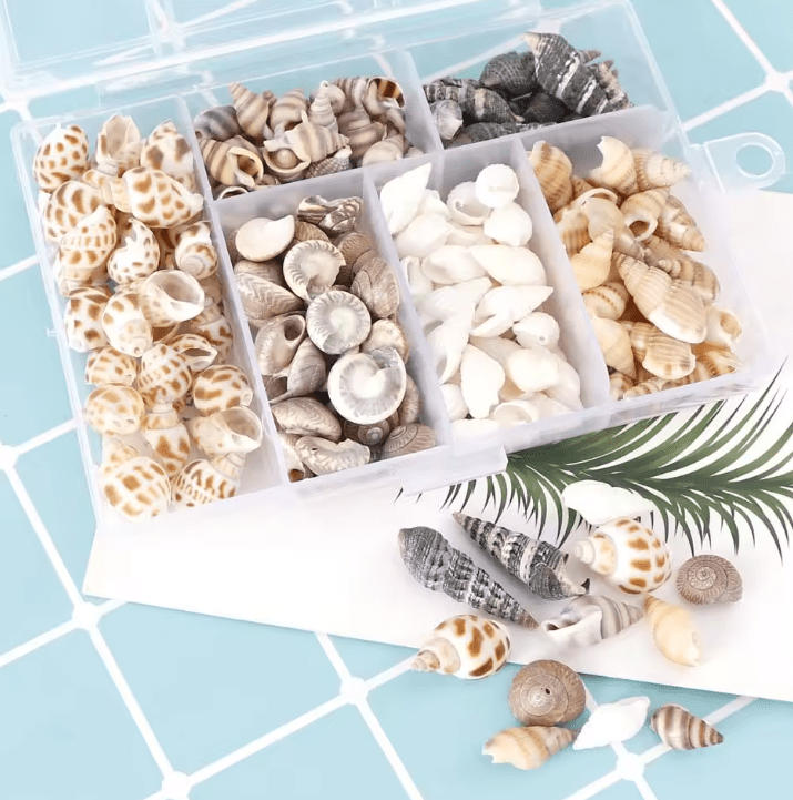 1124 ShellsConatiner Resin Supplies : Natural Seashells in Box