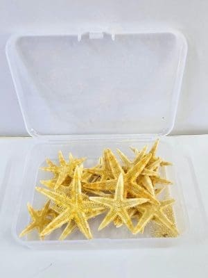 Shell Star Fish Resin Supplies : Starfish Shells in container