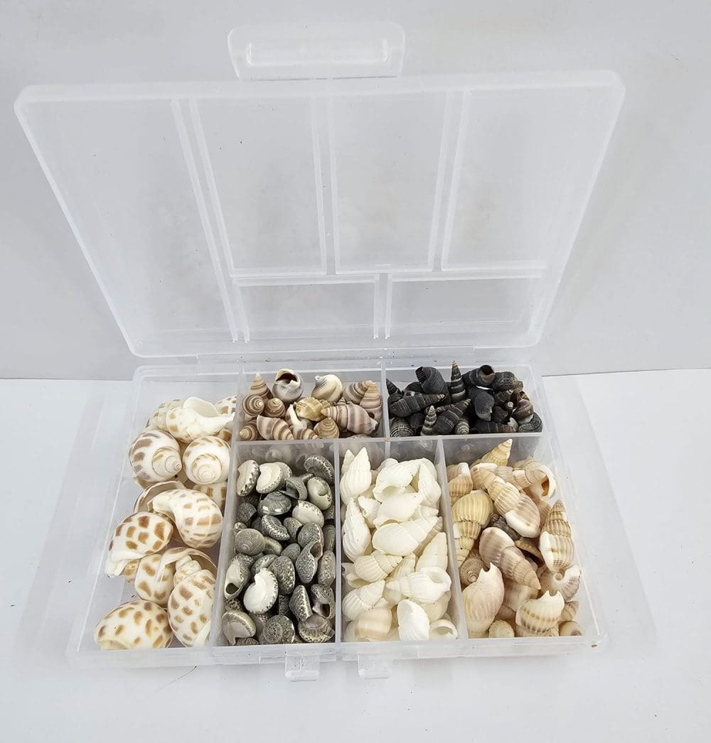 Shell set Resin Supplies : Natural Seashells in Box