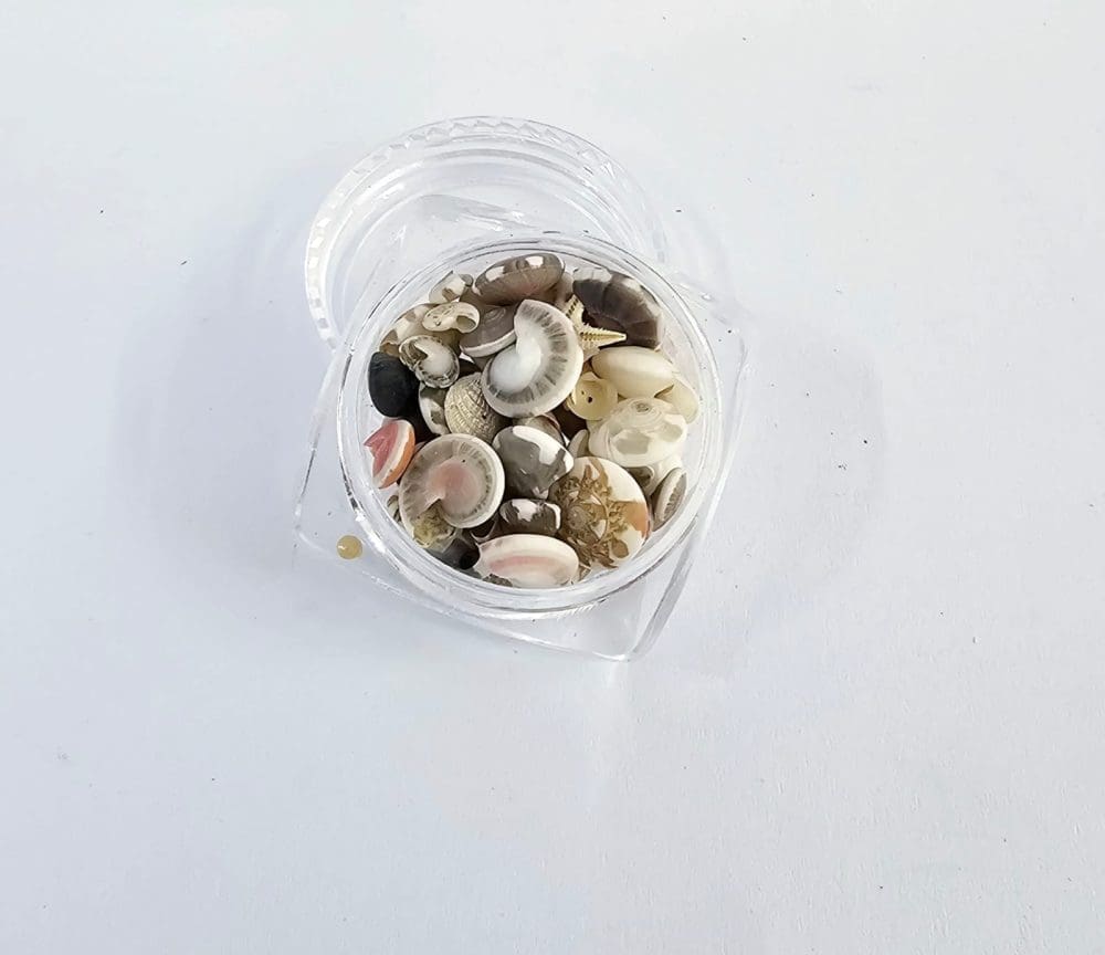 Shells Small Resin Supplies : Mini Shell Conch Natural Set in Round container