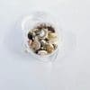 Shells Small Resin Supplies : Mini Shell Conch Natural Set in Round container