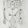 Laser Character Cut Out : Skelly the Skeleton (SK1)